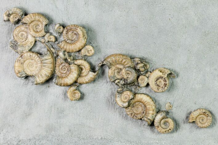 Fossil Ammonite (Promicroceras) Cluster on Limestone - Lyme Regis #171268